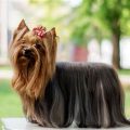 Yorkshire Terrier Breed Pioneers