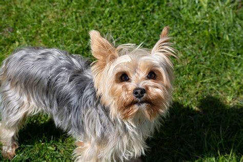 Yorkshire Terrier Breed Recognition