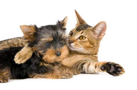 Yorkshire Terrier Cat