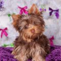 Yorkshire Terrier Chocolate