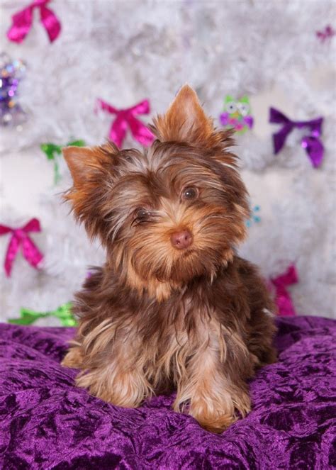 Yorkshire Terrier Chocolate