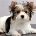 Yorkshire Terrier Coat