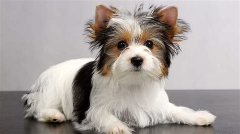 Yorkshire Terrier Coat