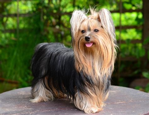 Yorkshire Terrier Cost