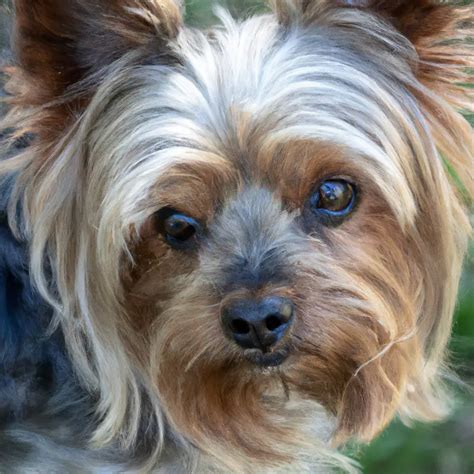 Yorkshire Terrier Crate Training