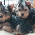 Yorkshire Terrier Ears