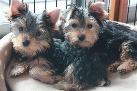 Yorkshire Terrier Ears