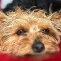 Yorkshire Terrier Eye Discharge