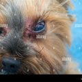 Yorkshire Terrier Eye Infection