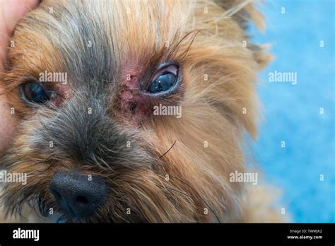 Yorkshire Terrier Eye Infection