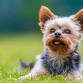 Yorkshire Terrier Fci Standard