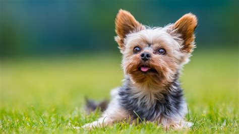 Yorkshire Terrier Fci Standard