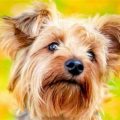 Yorkshire Terrier Floppy Ears