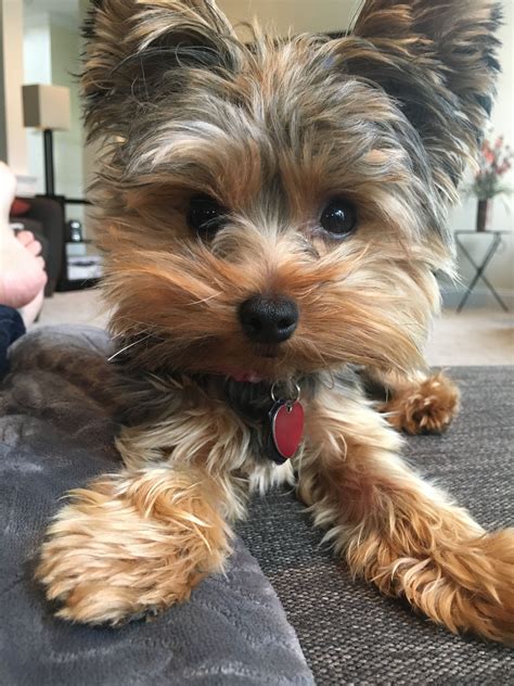 Yorkshire Terrier Fluffy