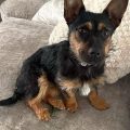 Yorkshire Terrier German Shepherd Mix