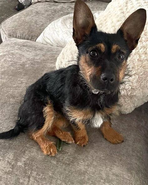 Yorkshire Terrier German Shepherd Mix