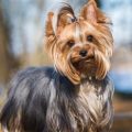 Yorkshire Terrier Gestation Period