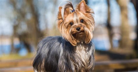 Yorkshire Terrier Gestation Period