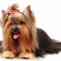 Yorkshire Terrier Hair