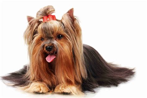 Yorkshire Terrier Hair