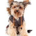 Yorkshire Terrier Heat Cycle