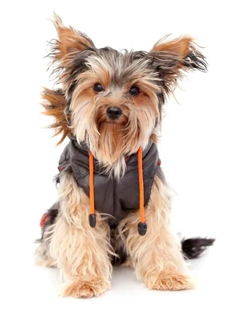 Yorkshire Terrier Heat Cycle