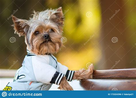 Yorkshire Terrier Jacket