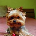 Yorkshire Terrier Litter Size