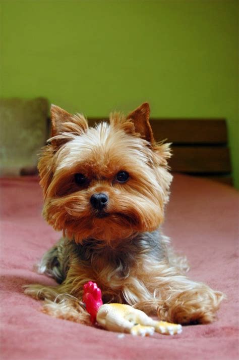 Yorkshire Terrier Litter Size