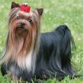 Yorkshire Terrier Long Hair