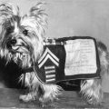 Yorkshire Terrier Military Service