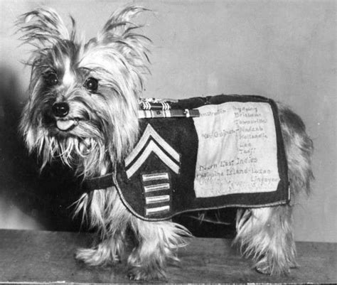 Yorkshire Terrier Military Service