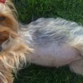 Yorkshire Terrier Pregnant