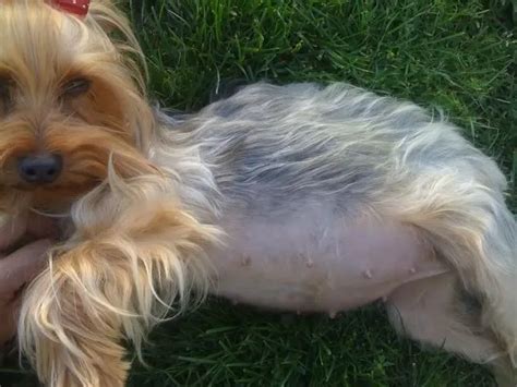 Yorkshire Terrier Pregnant