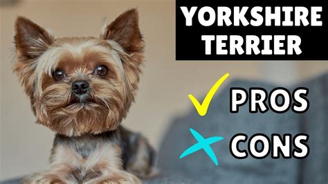 Yorkshire Terrier Pros And Cons