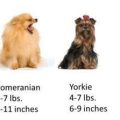 Yorkshire Terrier Size Comparison