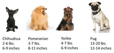 Yorkshire Terrier Size Comparison