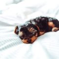 Yorkshire Terrier Sleeping