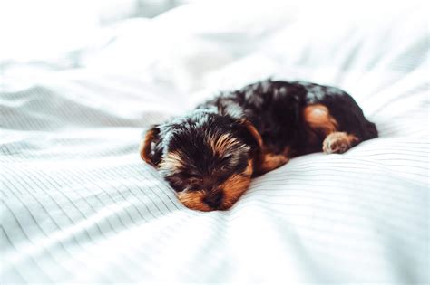 Yorkshire Terrier Sleeping