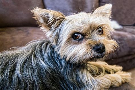 Yorkshire Terrier Sneezing