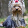 Yorkshire Terrier Training Tips