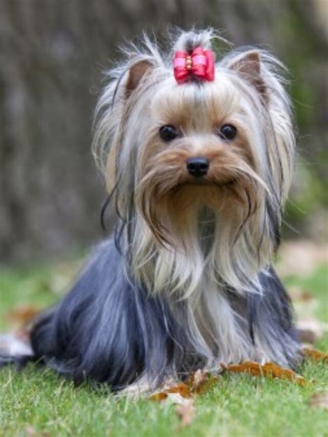 Yorkshire Terrier Training Tips