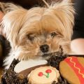 Yorkshire Terrier Treats