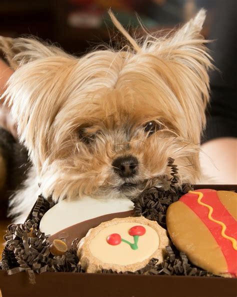 Yorkshire Terrier Treats