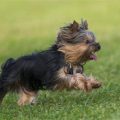 Yorkshire Terrier Trembling