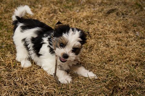 Yorkshire Terrier Tricolor