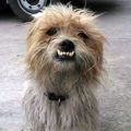 Yorkshire Terrier Underbite