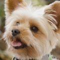 Yorkshire Terrier Videos