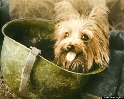 Yorkshire Terrier War Stories