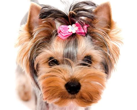 Yorkshire Terrier With Bow